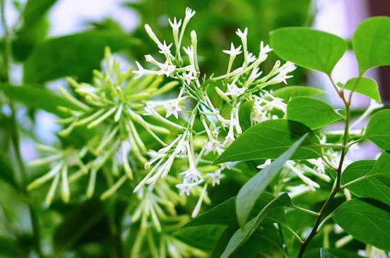 夜兰香花的功效和作用
