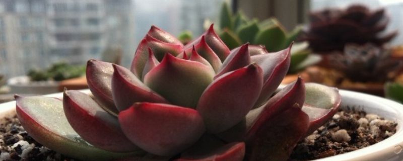 花月夜的养殖方法和注意事项(花月夜冬天怎么养)