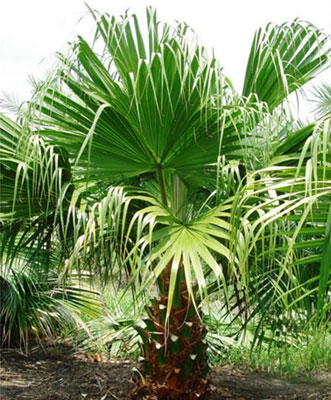 蒲葵的种植栽培技术和养护管理要点