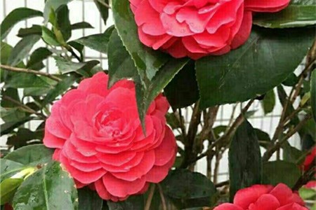 山茶花的功效和作用，山茶花有什么功效