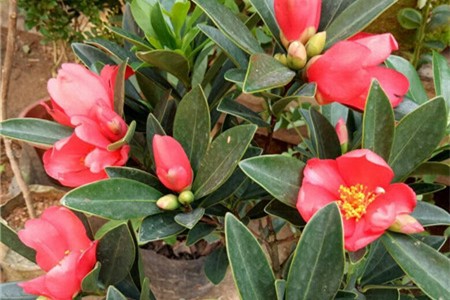 山茶花的功效和作用，山茶花有什么功效