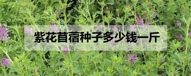 紫花苜蓿种子多少钱一斤 怎么种植