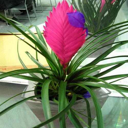 冬季可以观花的植物——紫花凤梨