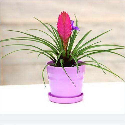 冬季可以观花的植物——紫花凤梨