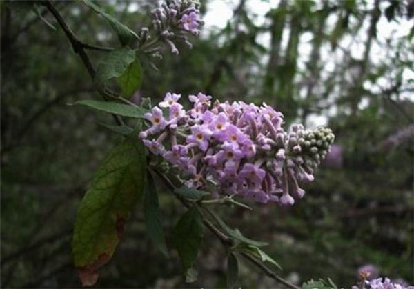 “疙瘩皮树花”密蒙花你可见过？