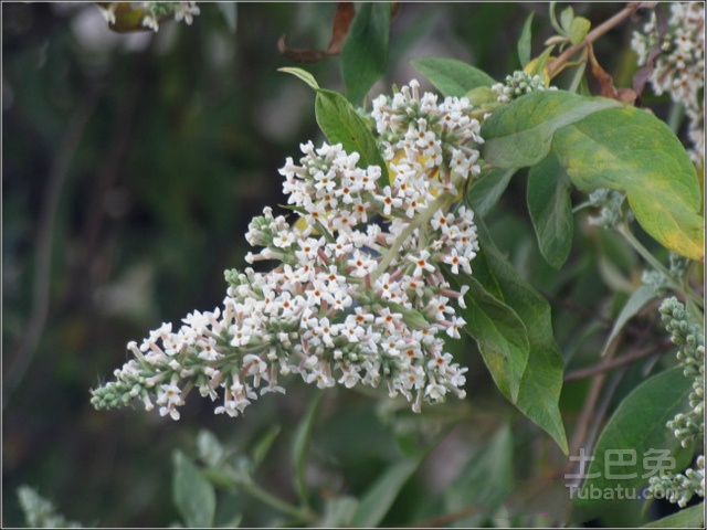 【密蒙花花语】愿你的幸福就像密蒙花一样绽放