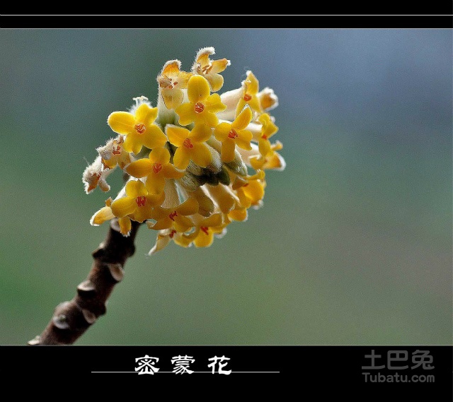 【密蒙花花语】愿你的幸福就像密蒙花一样绽放