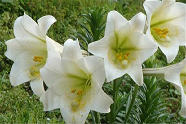 百合花的功效与作用 有什么禁忌