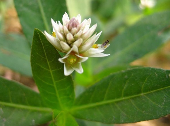 空心莲子草药用价值