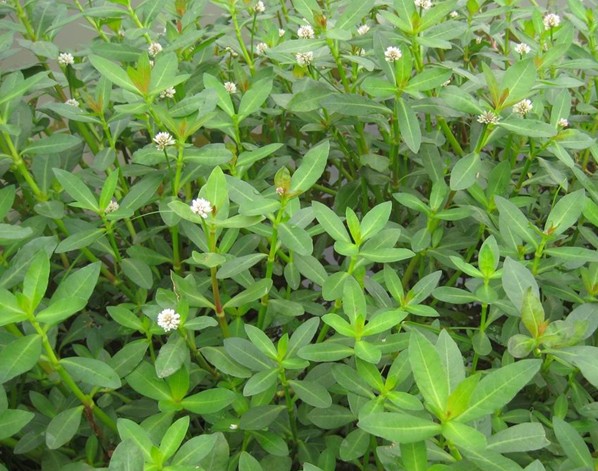 空心莲子草药用价值