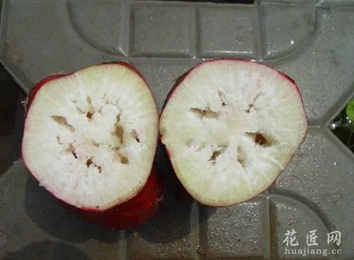 萝卜为什么会空心？