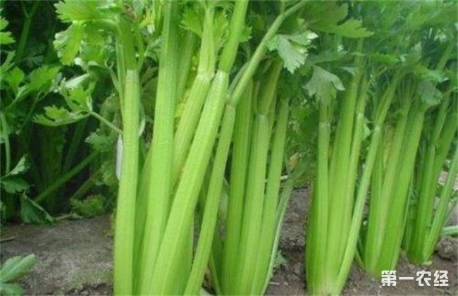 种植西芹出现空心要怎么去预防