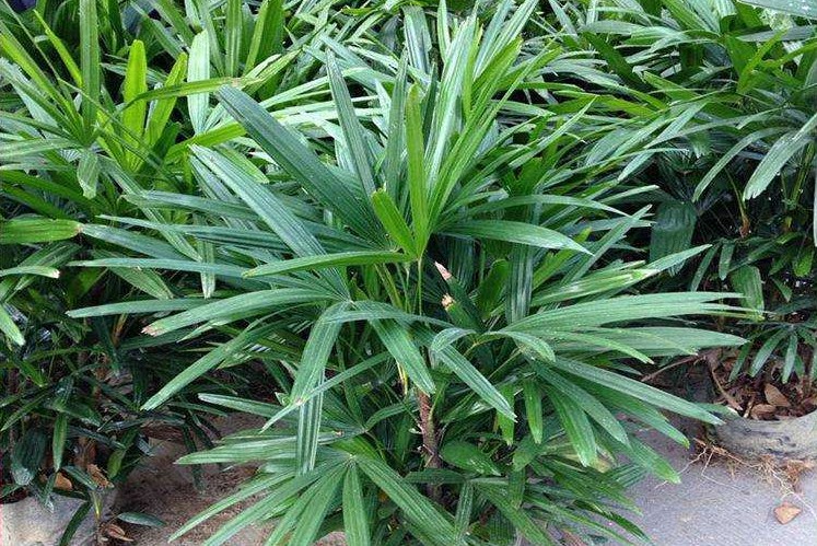 棕竹的花语是什么？棕竹的风水作用