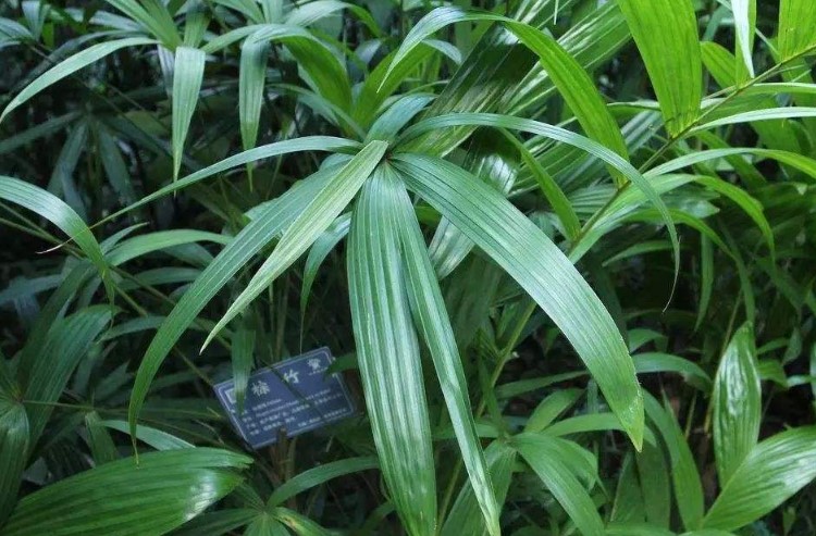 棕竹的花语是什么？棕竹的风水作用