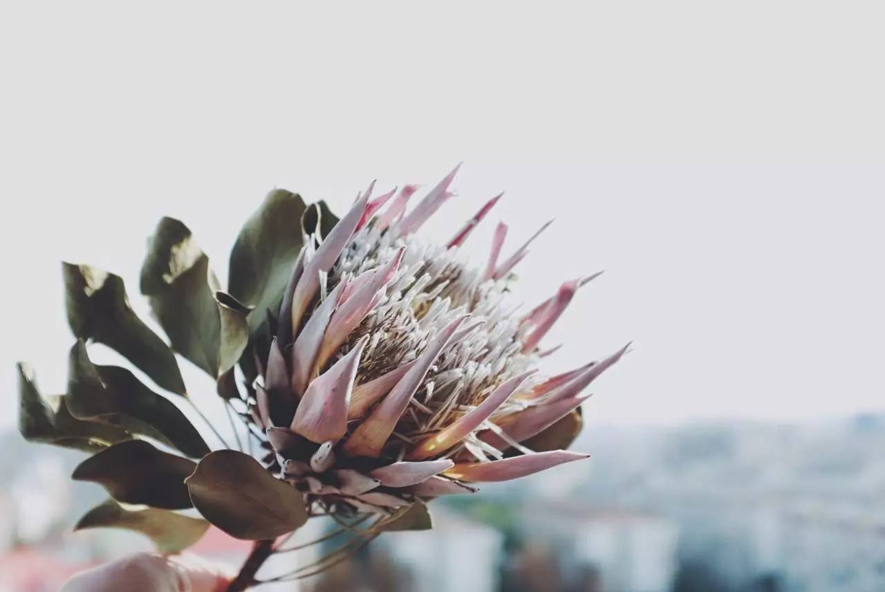 帝王花的花语是什么？帝王花的寓意及象征意义你知道吗