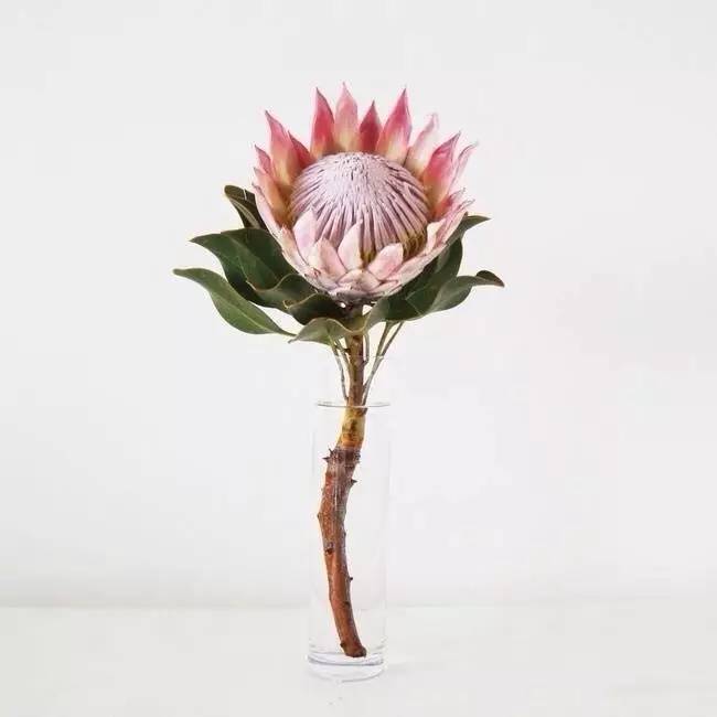 帝王花的花语是什么？帝王花的寓意及象征意义你知道吗