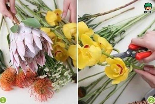 红酒帝王花插花教程
