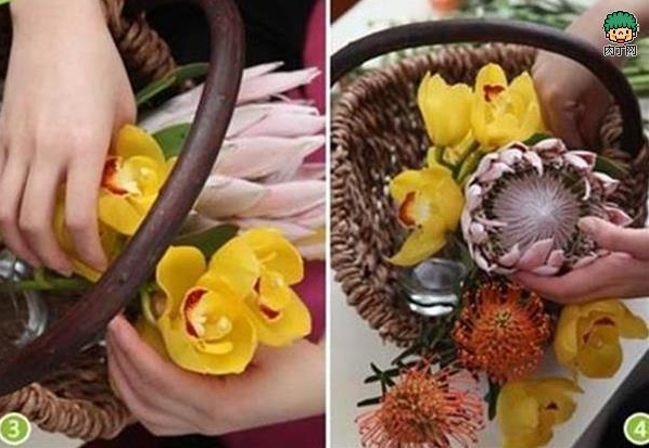 红酒帝王花插花教程