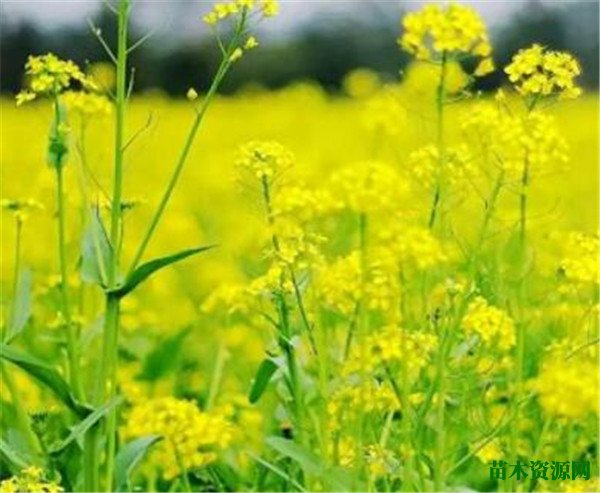 油菜花粉香不 油菜花粉的功效与作用