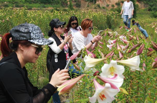 百合花的功效与作用及禁忌，静可观赏药用治病/产妇不能用