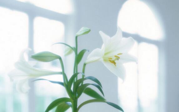 百合花的功效与作用及禁忌，静可观赏药用治病/产妇不能用