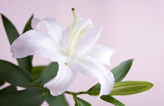 百合花的功效与作用及禁忌，静可观赏药用治病/产妇不能用