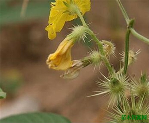刺萼龙葵有毒吗 黄花刺茄的危害和防控措施