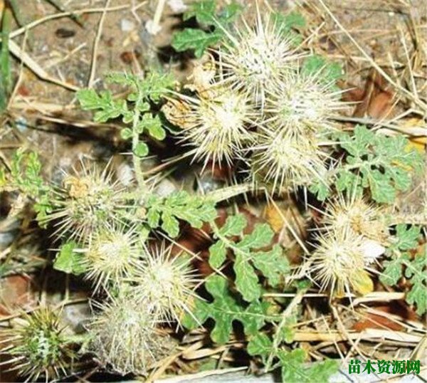 刺萼龙葵有毒吗 黄花刺茄的危害和防控措施