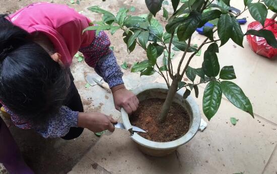 金花茶怎么养，金花茶的养殖方法和注意事项/浇酸性水