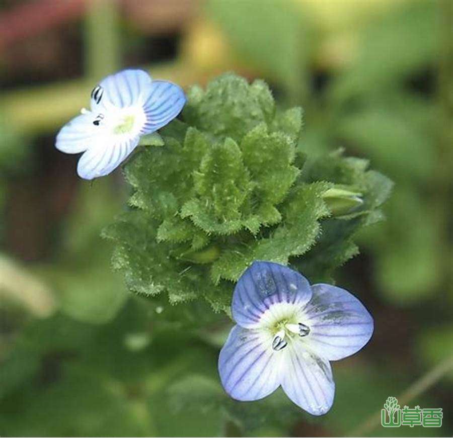 阿拉伯婆婆纳的花语