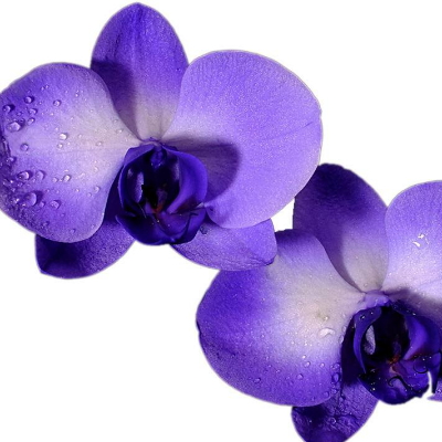 兰花的花语是什么 有什么象征意义