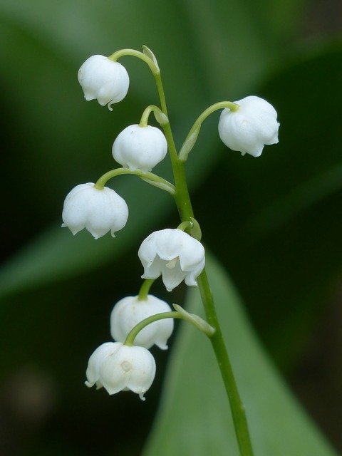 喜阴植物铃兰