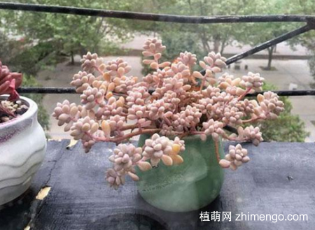 姬秋丽冬天怕冷吗？姬秋丽冬季保暖方法