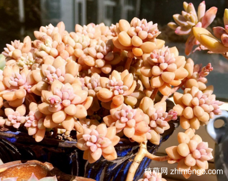 姬秋丽冬天怕冷吗？姬秋丽冬季保暖方法