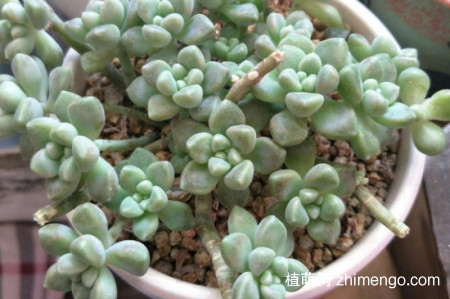 姬秋丽冬天怕冷吗？姬秋丽冬季保暖方法