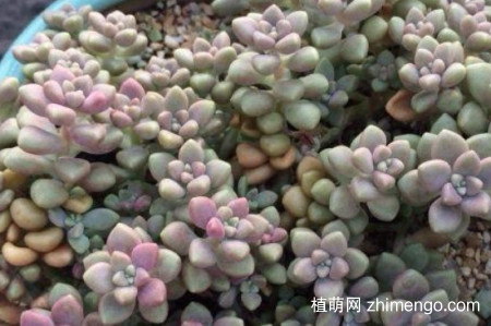 姬秋丽冬天怕冷吗？姬秋丽冬季保暖方法