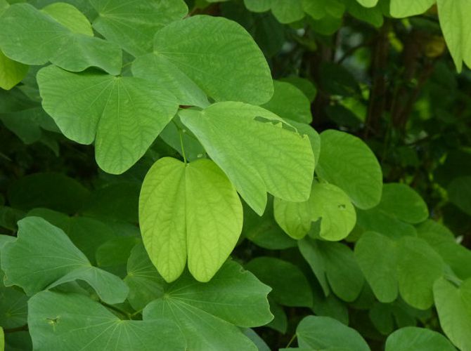 紫荆花的养护管理及图片