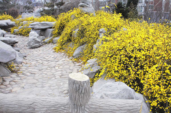 迎春花的花语是什么？迎春花的寓意和象征