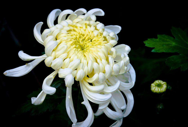 菊花的花语是什么？菊花的寓意和象征