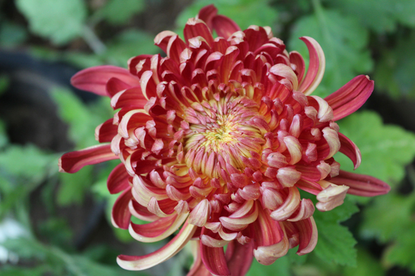 菊花的花语是什么？菊花的寓意和象征