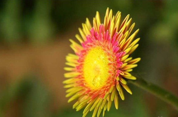 桑布利亚白日菊花语
