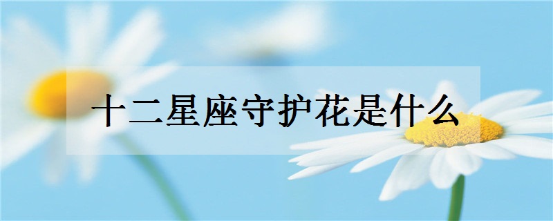 十二星座守护花是什么 快来寻找你的专属花卉