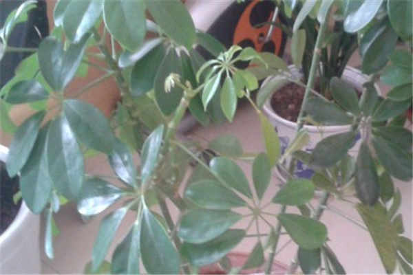 鹅掌柴是招财树吗 有什么寓意