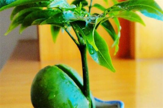 元宝树开花的寓意是什么？招财纳宝财源滚滚