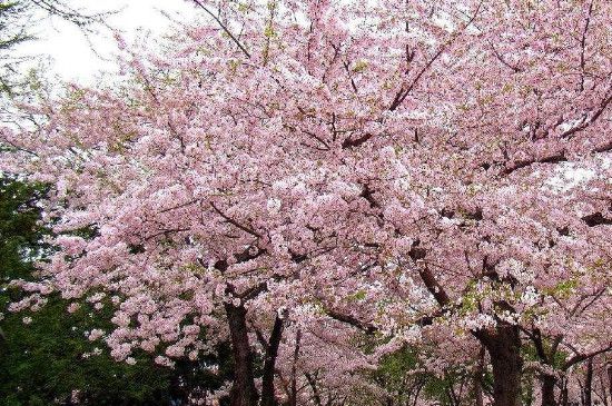 清明节开的花是什么花(清明节盛开的三种花)