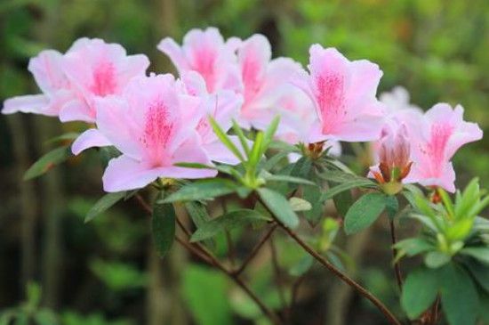清明节开的花是什么花(清明节盛开的三种花)