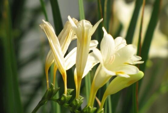 兰草的花语是什么，兰草的花语和传说/寓意着美好高洁