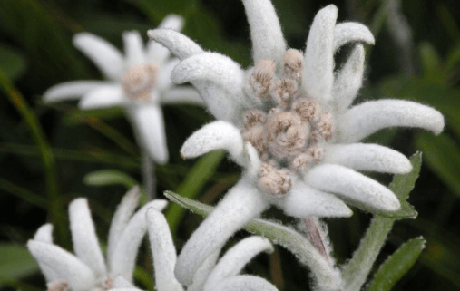 雪绒花图片大全！雪绒花高清图片！