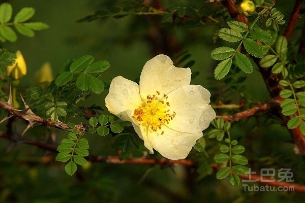 棠棣花的花语与主要价值及栽培技术介绍