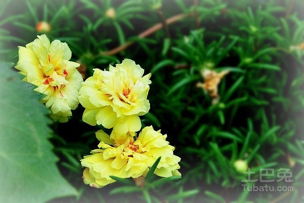 午时花图片  午时花的花语与传说